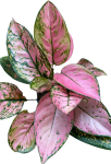 Aglaonema Pink Panther