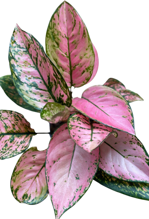 Aglaonema Pink Panther