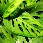  Monstera adansonii Narrow Leaf