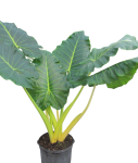 Alocasia lutea - dorosła forma
