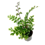 Didymochlaena trunculata - mahoniowa paproć - S