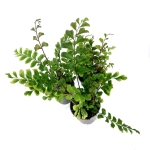 Didymochlaena trunculata - mahoniowa paproć - S