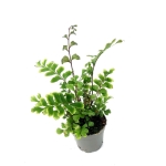 Didymochlaena trunculata - mahoniowa paproć - S