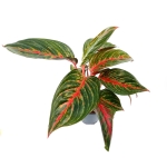Aglaonema Goldtrain - M