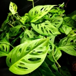 Monstera adansonii Narrow Leaf