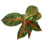Aglaonema Goldtrain - M