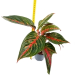 Aglaonema Goldtrain - M