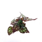 Begonia Dew Drop - S