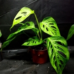  Monstera adansonii Narrow Leaf M