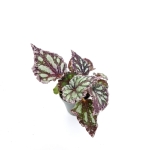 Begonia Dew Drop - S