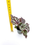 Begonia Dew Drop - S