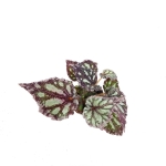 Begonia Dew Drop - S