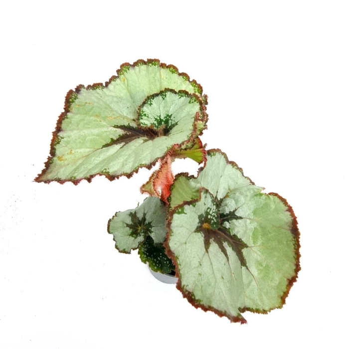 Begonia Escargot - S