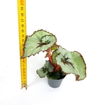 Begonia Escargot - S