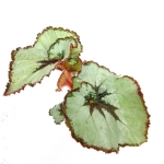 Begonia Escargot - S