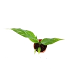 Spathiphyllum Domino - S