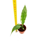 Spathiphyllum Domino - S