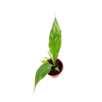 Spathiphyllum Domino - S