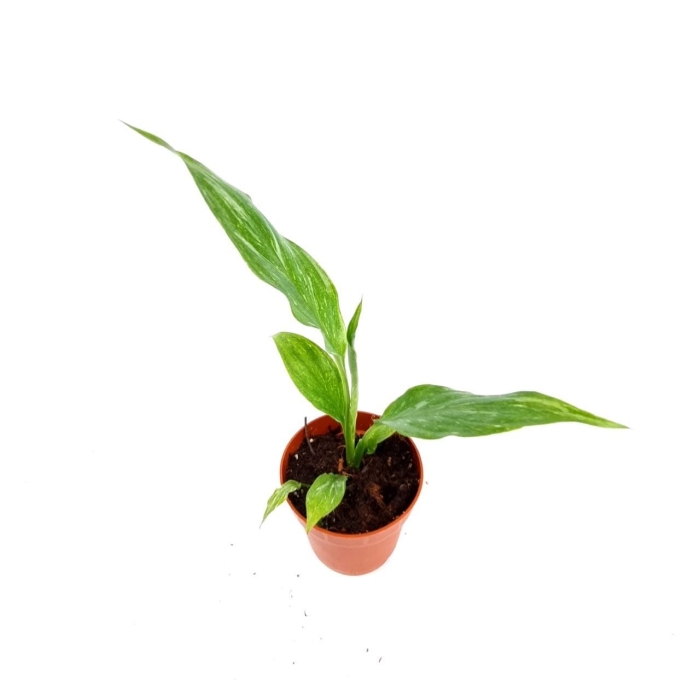 Spathiphyllum Domino - S