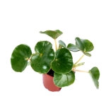 Begonia Venosa - S