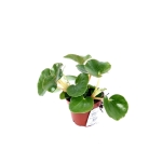 Begonia Venosa - S