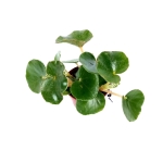 Begonia Venosa - S