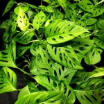  Monstera adansonii Narrow Leaf