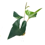 Anthurium Arrow - M