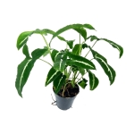 Syngonium Wendlandi Green Velvet/Aom Pragai Phet - XXL