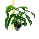 Syngonium Wendlandi Green Velvet/Aom Pragai Phet - XXL