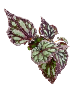 Begonia Dew Drop