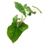 Syngonium Pink Splash - L