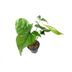 Syngonium Pink Splash - L