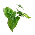 Syngonium Pink Splash - L