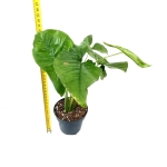Syngonium Pink Splash - L