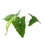 Syngonium Pink Splash - L