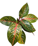 Aglaonema Goldtrain