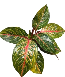 Aglaonema Goldtrain