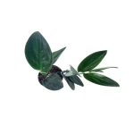 Scindapsus Treubii Dark Form - L