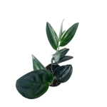 Scindapsus Treubii Dark Form - L