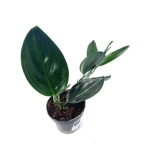 Scindapsus Treubii Dark Form - L