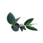 Scindapsus Treubii Dark Form - L