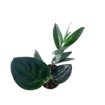 Scindapsus Treubii Dark Form - L