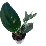 Scindapsus Treubii Dark Form - L