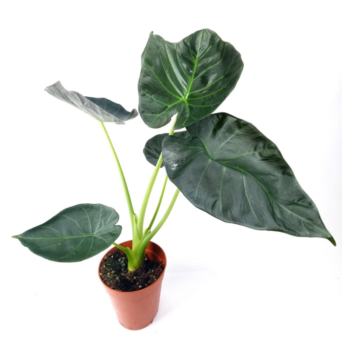 Alocasia Regal Shield XL