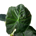 Alocasia Regal Shield - L