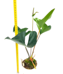 Anthurium Arrow M