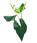 Anthurium Arrow M
