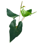 Anthurium Arrow