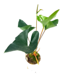 Anthurium Arrow M
